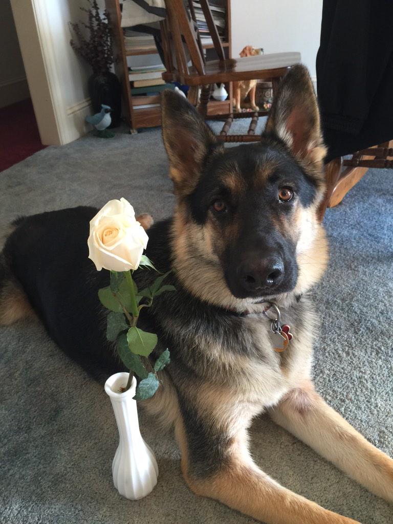 Amber_Chittum91's tweet image. My other Valentine!! 🐶🐾❤️