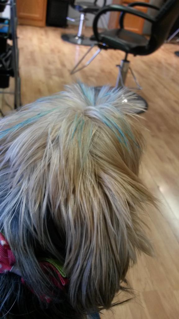 TheFamilyPup's tweet photo. Got my hair done did at the salon with @kbug #LookingGood http://t.co/QgYJKeH2jV