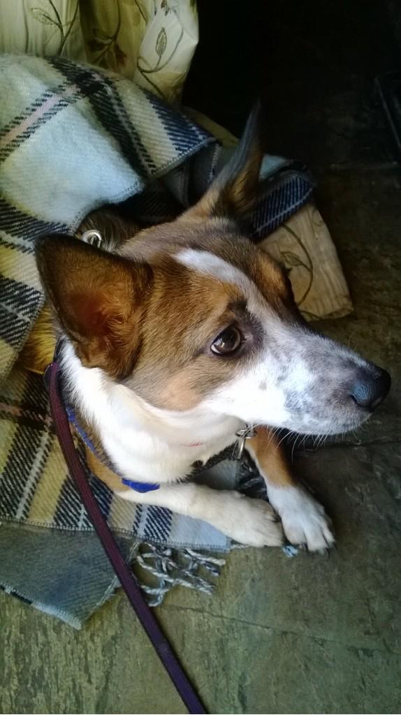 Have you seen Lottie? She ran away from her owner Bert Hanks' car after today's horrific M40 pile-up. Please RT