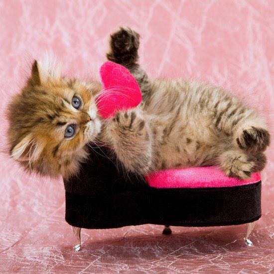 _LouisI_'s tweet photo. <Purrs a Happy Valentines > http://t.co/gXJESTMYwP