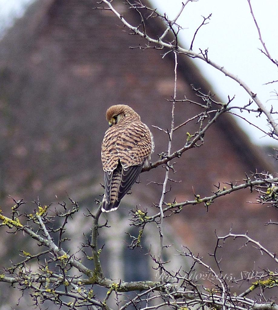 birdsofprey_uk's tweet photo. RT @RoseStephensArt: #WansteadFlats Our Kes today seemed to be in a more serious mood @birdsofprey_uk @wildlifetrusts http://t.co/Bby6t2eqls