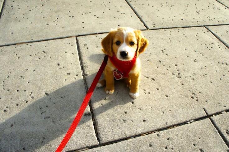PuppiesYouNeed's tweet photo. #HappyValentinesDay http://t.co/6q6R7OzLUq