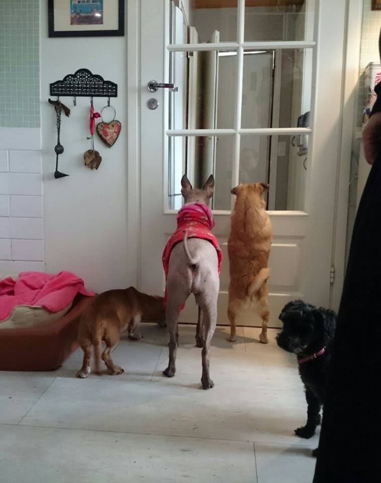 HurttaHelppi's tweet photo. Käytiin tänään tervehtimässä Tähtilampun ihania asukkeja! Vietiin koiravanhuksille myös peräkärryllinen tuliaisia <3 http://t.co/RM1WaK1rYq