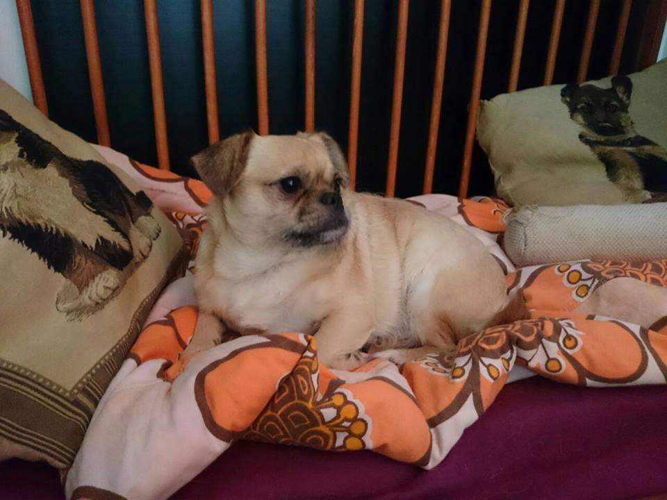 HurttaHelppi's tweet photo. Käytiin tänään tervehtimässä Tähtilampun ihania asukkeja! Vietiin koiravanhuksille myös peräkärryllinen tuliaisia <3 http://t.co/RM1WaK1rYq