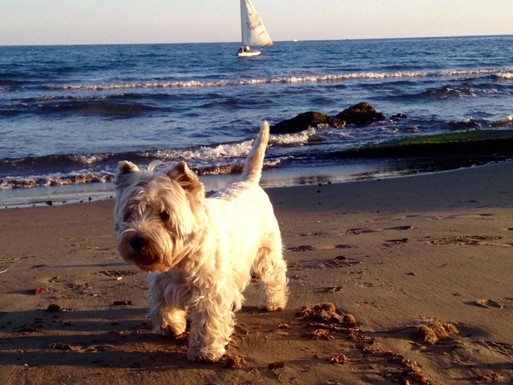 PierZanetti's tweet photo. @anzio i colori di Anzio http://t.co/diuMwqw5A0