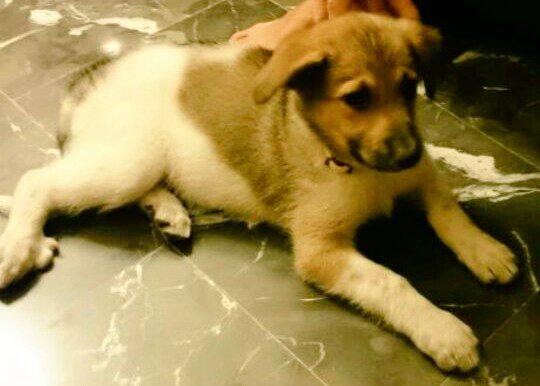 jose_funes6's tweet photo. Que grande que estas yaaaaa!🐕🐕😍 @NikyFu http://t.co/KGQ7p4mDSJ