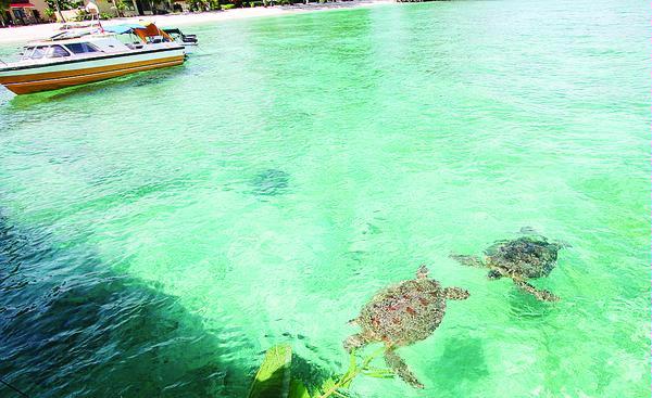 vixuuta's tweet image. If you come to indonesia, dont only focus on Bali. In east borneo there's heaven paradise called Derawan Islands :)