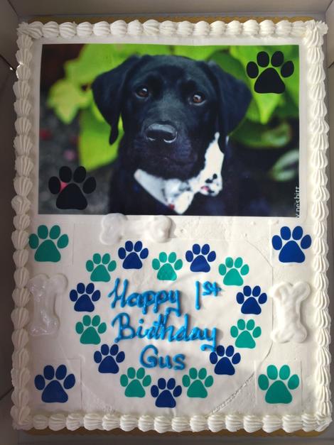 VictoriaHumane's tweet image. Don't forget to come visit us at Island Pet Source today to celebrate Gus 1st Birthday ! 10-12