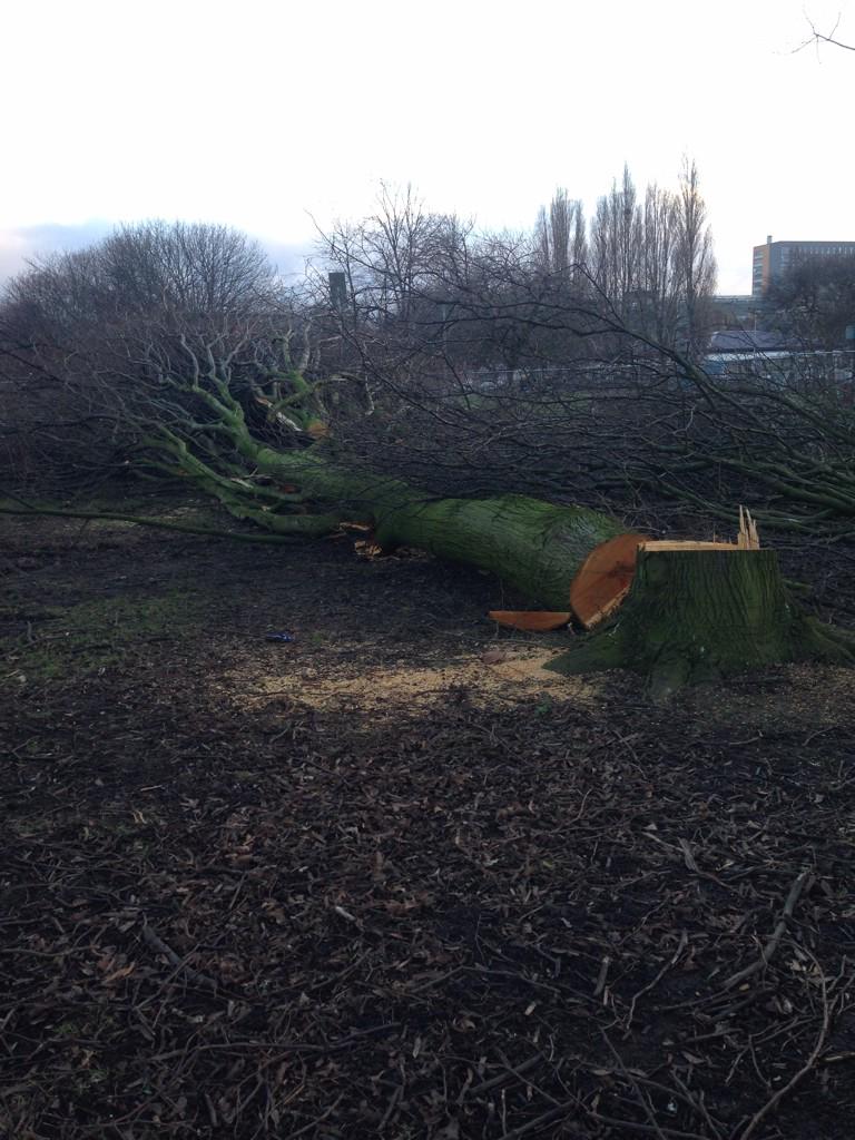 <a href="/eamonncanniffe/">Eamonn Canniffe</a> <a href="/MENnewsdesk/">Manchester News MEN</a> still destroying manchester Ardwick <a href="/GardensGartside/">Gartside gardens</a> 450+ trees gone #councilvandalism