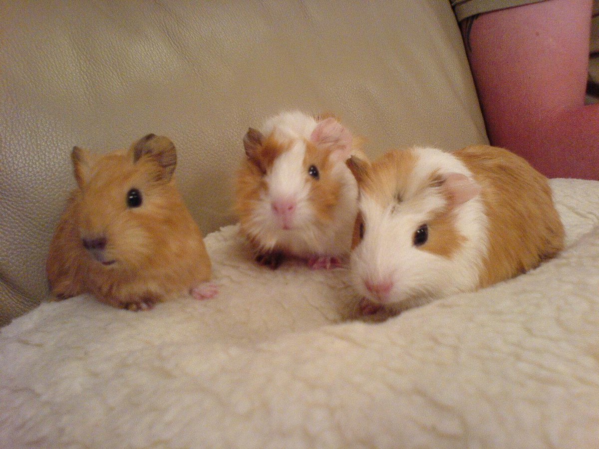 UberFacts tweet media