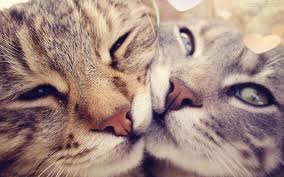 MandaahSantos's tweet photo. Happy Valentine's Day!  Boyfriend I have not yet because I expect you (WAR) 😍😍❤❤❤❤❤❤❤💞💕💓💓💞💖💘💘💖💕💕💓 http://t.co/Lb0dU0S6G6