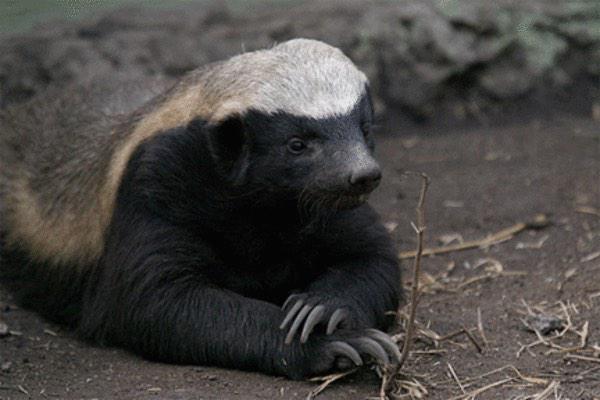 Randallsanimals's tweet photo. Honey badger don't care about valentines! Honey badger just wants some scraps! =) xoxo RT #LOVE http://t.co/VIKsix86rw