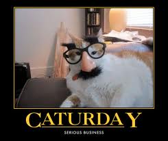 lilbitdog's tweet image. @WynonnaMusic Hi Wy well today Caturday Have a most beautiful and purrfect day #gotcatnip meow meow Love you XOXO