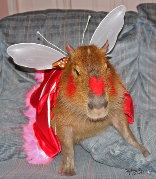 casualcapybara's tweet photo. Happy Valentines day!❤️ http://t.co/Dp2u5Z6oVP