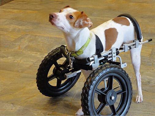 ConnorBathgate9's tweet photo. Where can i get one of these🚗💨💨 #rally #wheeldog http://t.co/SCv82Yv04t