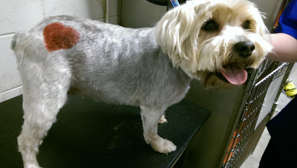 LovejoySherry's tweet photo. Just showing some love !!!#0671 #inspiredbypets http://t.co/OHBa02kf6x