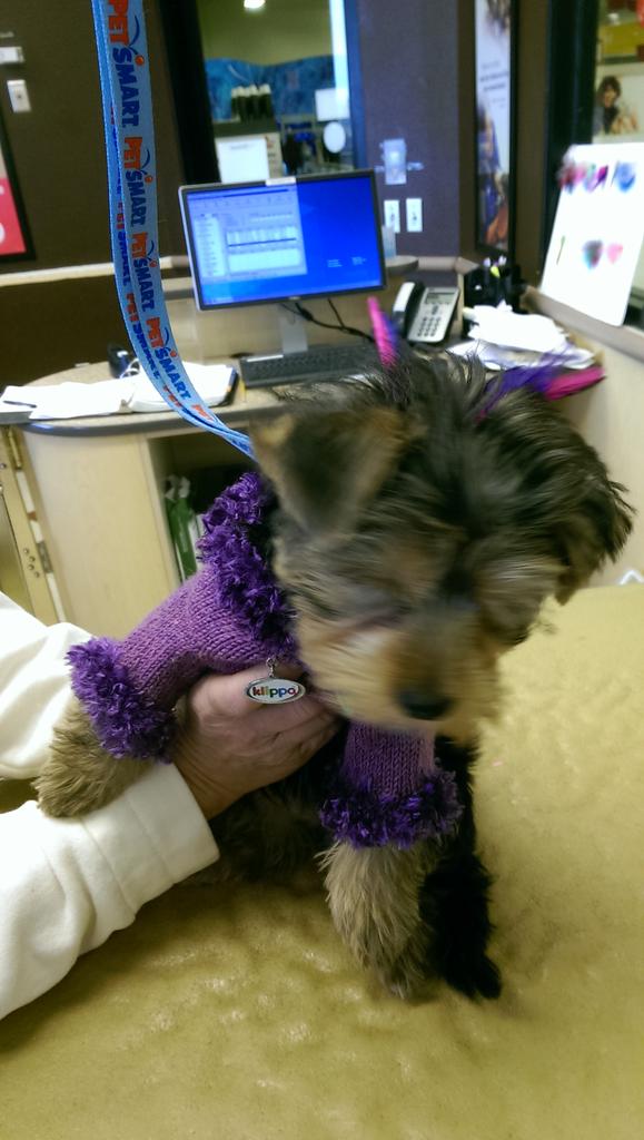 LovejoySherry's tweet photo. Yum yum is such a doll!!!#0671 #inspiredbypets http://t.co/8gvcdtUNDd