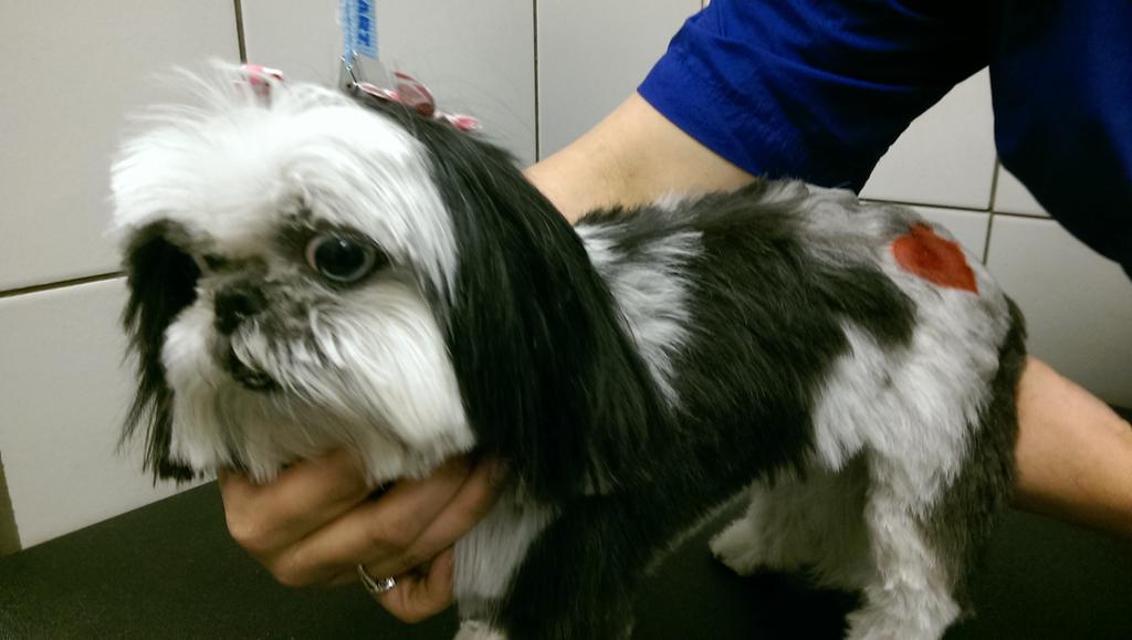 LovejoySherry's tweet photo. Miss Muffin is ready for her sweetheart #0671 #inspiredbypets http://t.co/cXDi3p2pCU