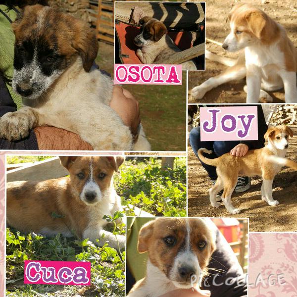 REFUGIOLACANDEL's tweet photo. #OSOTA , #JOY &amp; #CUCA estos pequeñines quieren crecer en el calor de un hogar
y queremos que así sea #ayuda
#ADOPTA http://t.co/omtShW5Bwt