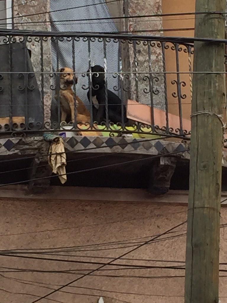 Aza buble tweet media