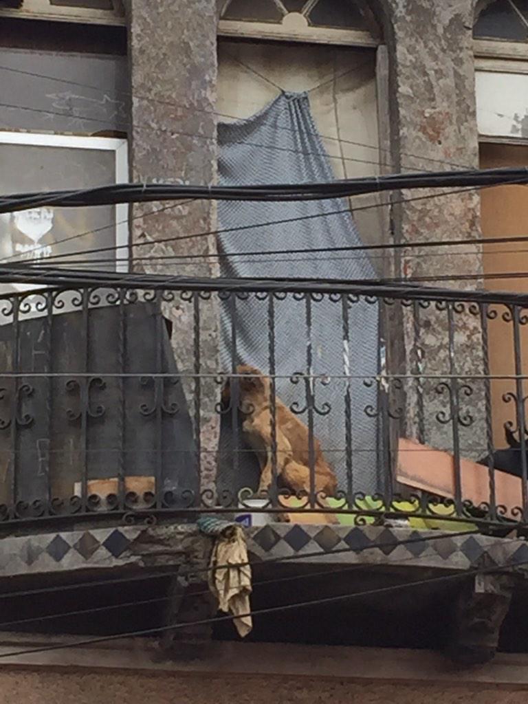 Aza buble tweet media