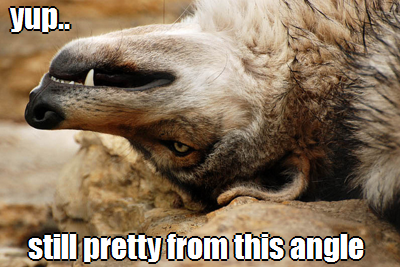 WolfApparel_'s tweet photo. Hope all you lovely wolves will be our valentines today! (source: http://t.co/ifccbSNdk3) http://t.co/cpVTeFh10R
