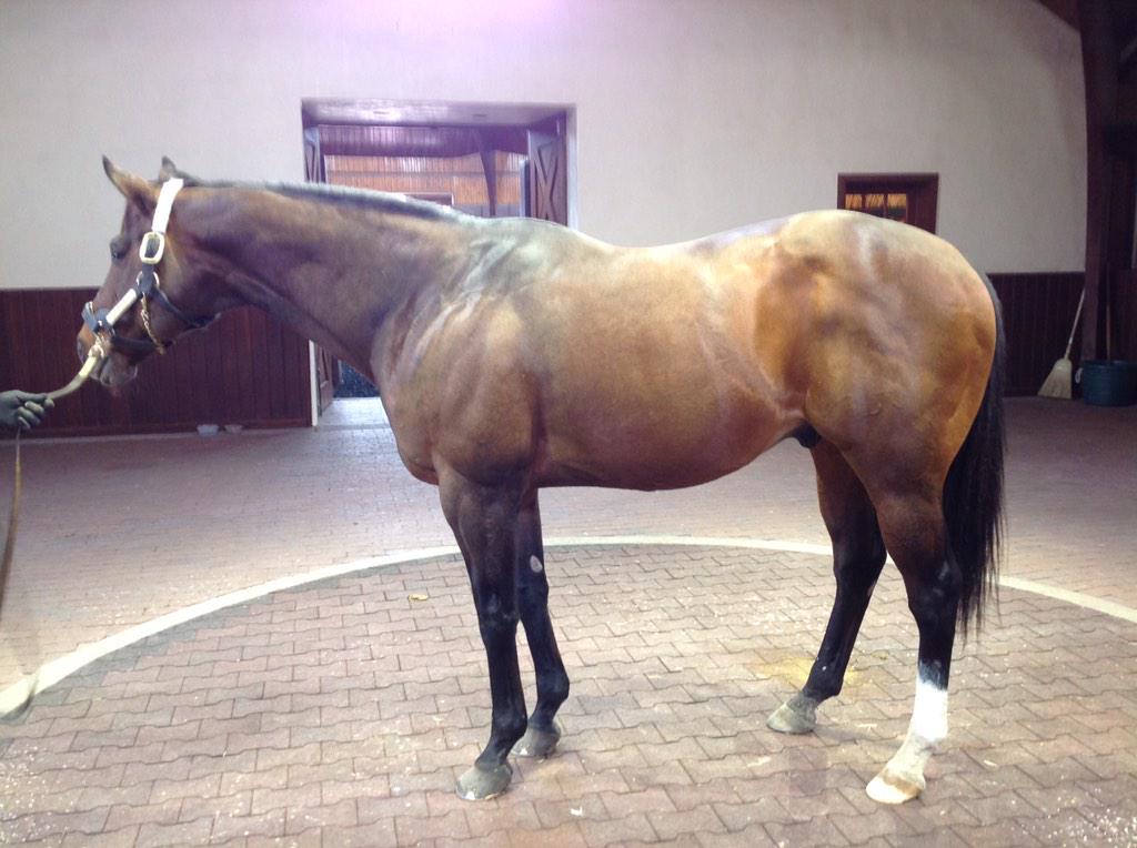 VoodoomonRacing's tweet photo. Here is Yes It's True at Three Chimneys, beautiful stallion! http://t.co/GTPXFbNxmK