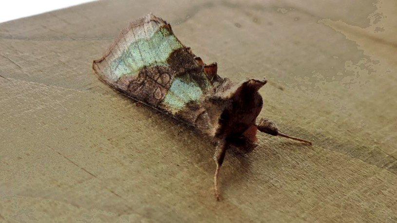 Burnished Brass - Diachrysia chrysitis
#teammoth #lastyear #causeivehadnothingthisyear :-o