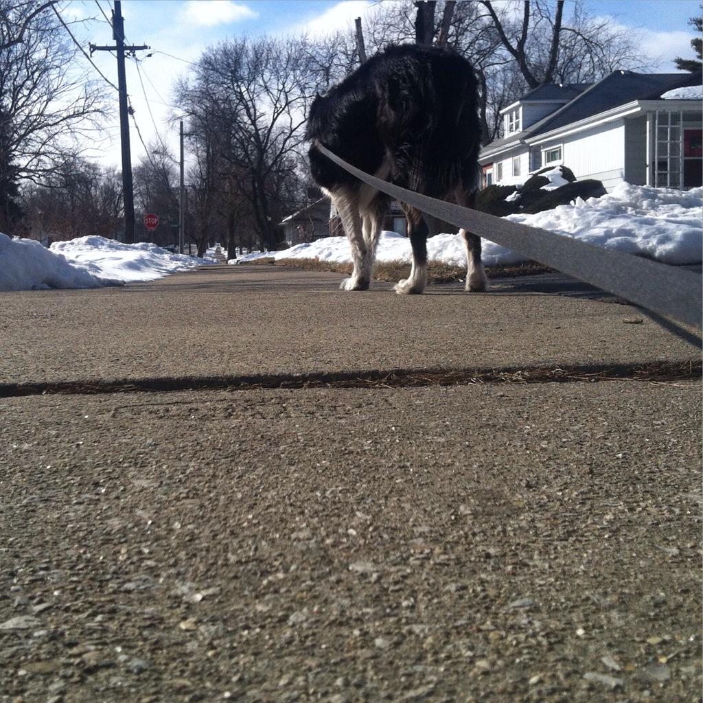 WileysGrill's tweet photo. Wiley says: "It is a beautiful day to walk the human before going to my place for music and adult beverages." http://t.co/khVVexllob