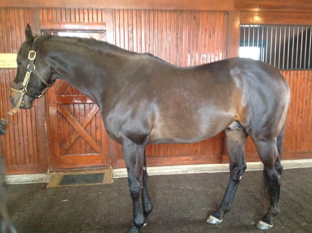 VoodoomonRacing's tweet photo. At Spendthrift! Here is Temple City, a son of Dynaformer. http://t.co/5AuAYE0VSn