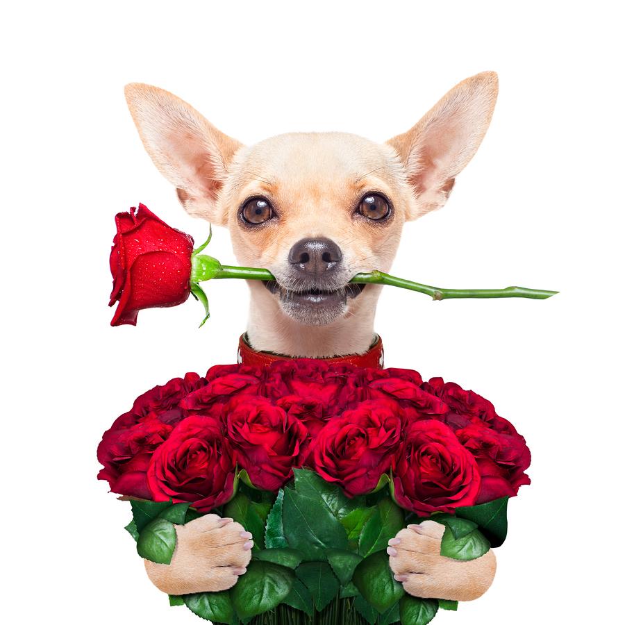 madramormud's tweet photo. Please be my valentine and cast your vote for MadraMor http://t.co/MLeBPb5zwf…/7d75a74a-5872-4cd8-a2… http://t.co/GCvi9FKFPG