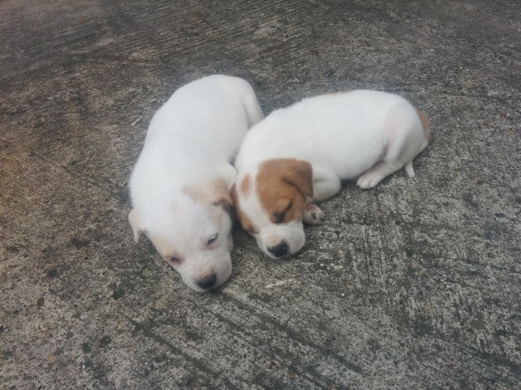 Ivandaboss1's tweet photo. Welcome to the family Dez and Dallas!! #TrueCowboyFan! http://t.co/vzD3pBxWLP