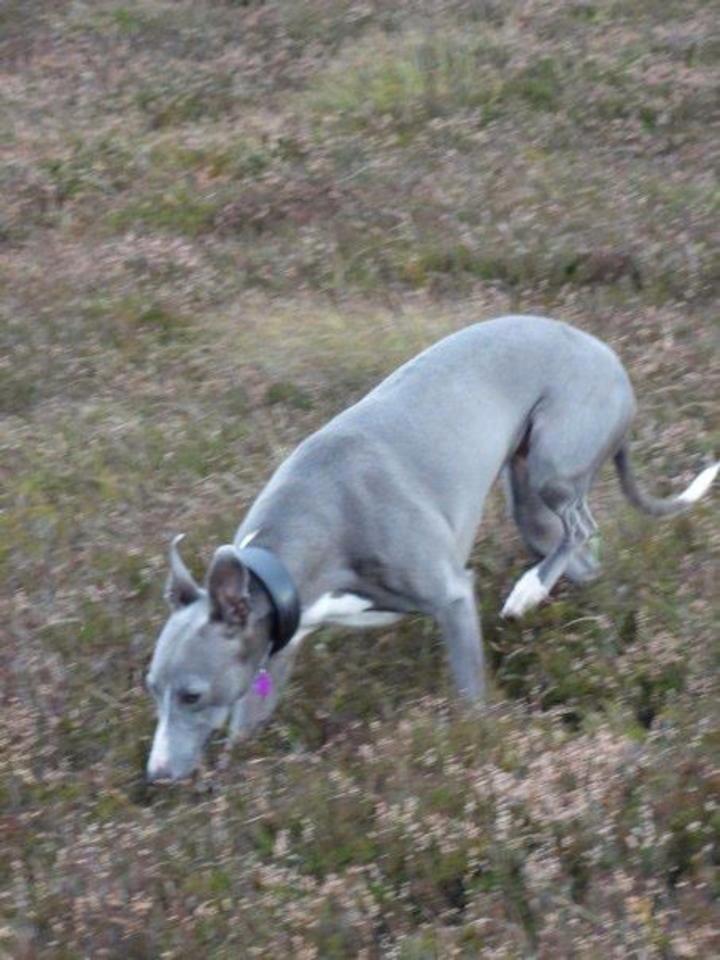 UWSheffield's tweet photo. โ@michell57319641: @FindTopesy Topesy needs to be home #HelpFindTopesy http://t.co/cYutzCp8k5โ #FindTopesy