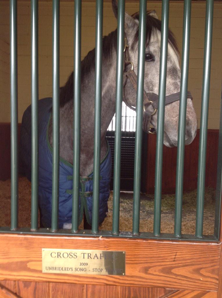 VoodoomonRacing's tweet photo. Goldencents, Cross Traffic and Shaking It Up at Spendthrift Breeders Farm in Lexington. Looking for a Stallion! http://t.co/S6XlT6ZNHn