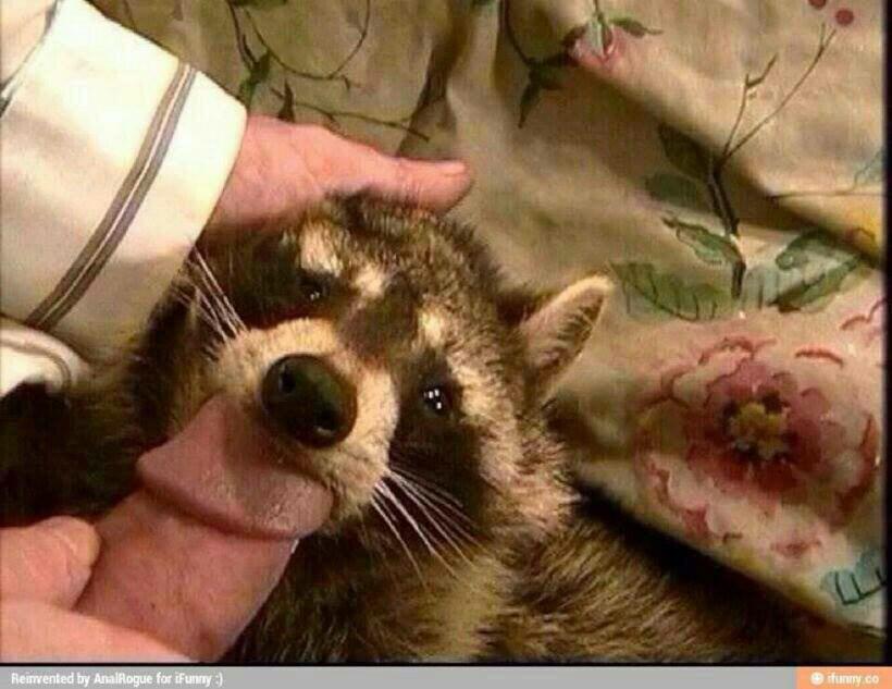 TheOddComedy's tweet photo. God bless that racoon . http://t.co/R9W21LixJO