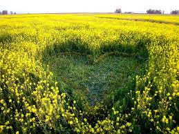 PerceptiveLens's tweet image. A gift from the heart ... Love!