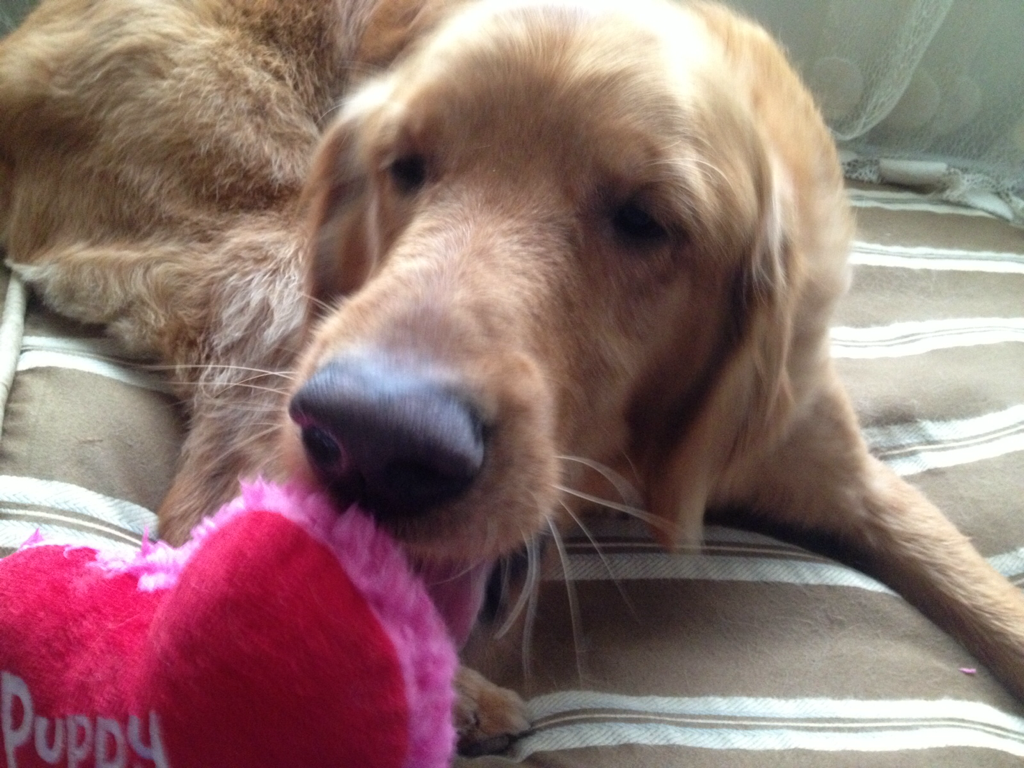 _PamelaMadison's tweet photo. #petsmart bath and new Puppy Love stuffed toy. Happy Vday Colbs ;) http://t.co/gKv0uVNhrm