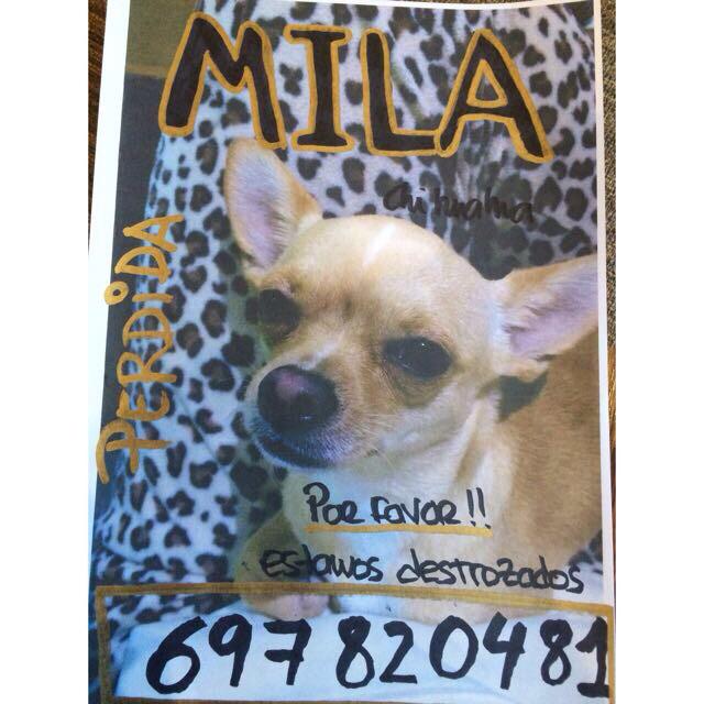 Se ha perdido en Las Lomas (Boadilla,Madrid) si la encontrais llamar a este número por favor