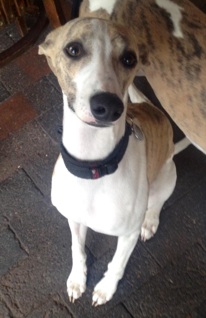 SurepickRatings's tweet image. @SurepickRatings surepick.com.au just picked #4 @ Rce 9 Healsville a strong winner: paid $4.80 were you on ?