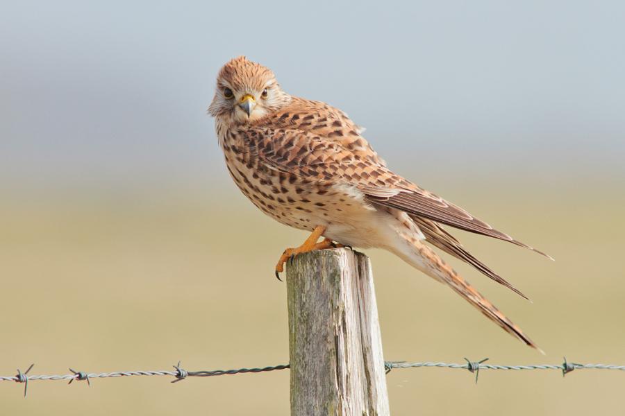 Contact by lishapics - covergap.com/contact-by-lis… #Belgium #Bird #EurasianKestrel #Eyecontact #Nature
