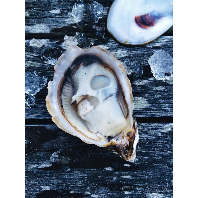 EdibleSF's tweet photo. The Kumi's are mighty fine this weekend. @hogislandoyster #Kumamoto #WhyWeLiveInSF http://t.co/FqzZCaAMeS