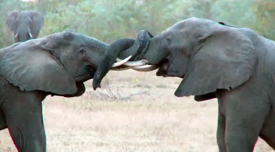 AnimalPlanet's tweet image. Love was made for me and you. #AnimalsInLove