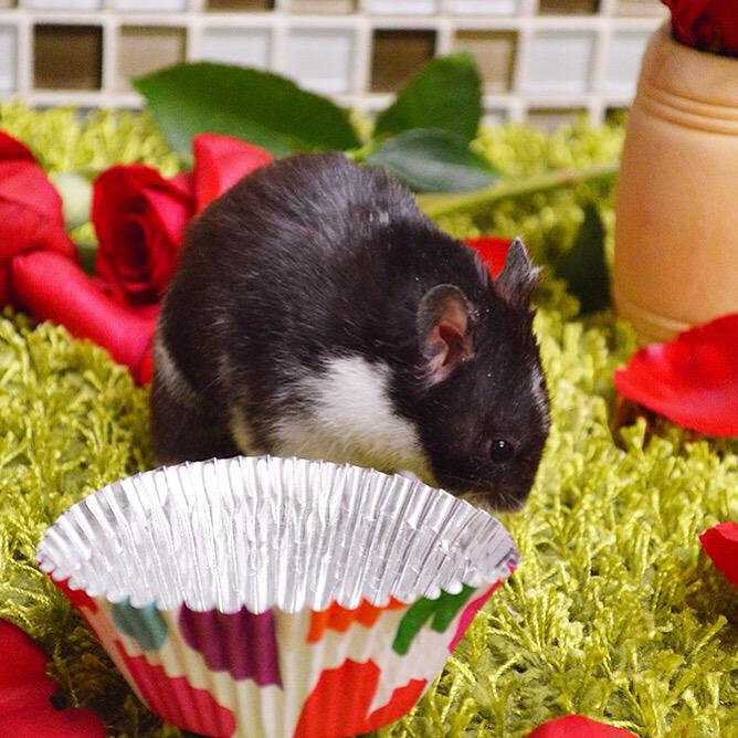 Hamster_Guide's tweet image. Marbles wasn't feeling the cupcake love ❤️
#hamster #hammy