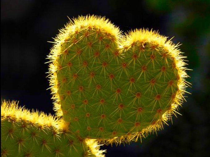 A prickly kinda love... http://t.co/wRRKzKjJgy<a href="/tag/flashbackfriday"class="tags"><span>#flashbackfriday</span></a>