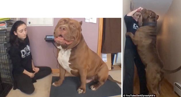 Anjingkita Com On Twitter Kenalin Si Hulk Pitbull Terbesar