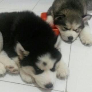 steviROS's tweet photo. Turuuu http://t.co/pbFkIpB24K
