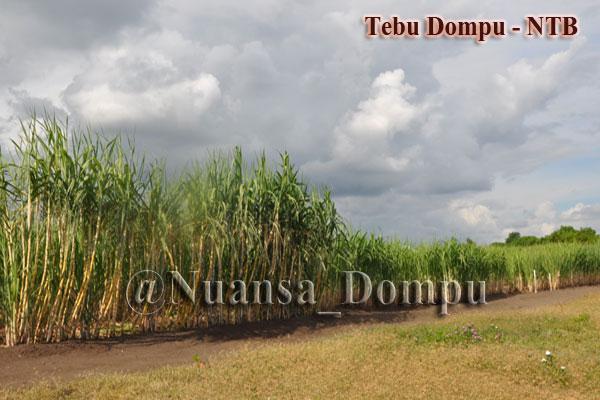 Perkebunan Tebu Kawasan Gunung Tambora, Kab. Dompu - NTB