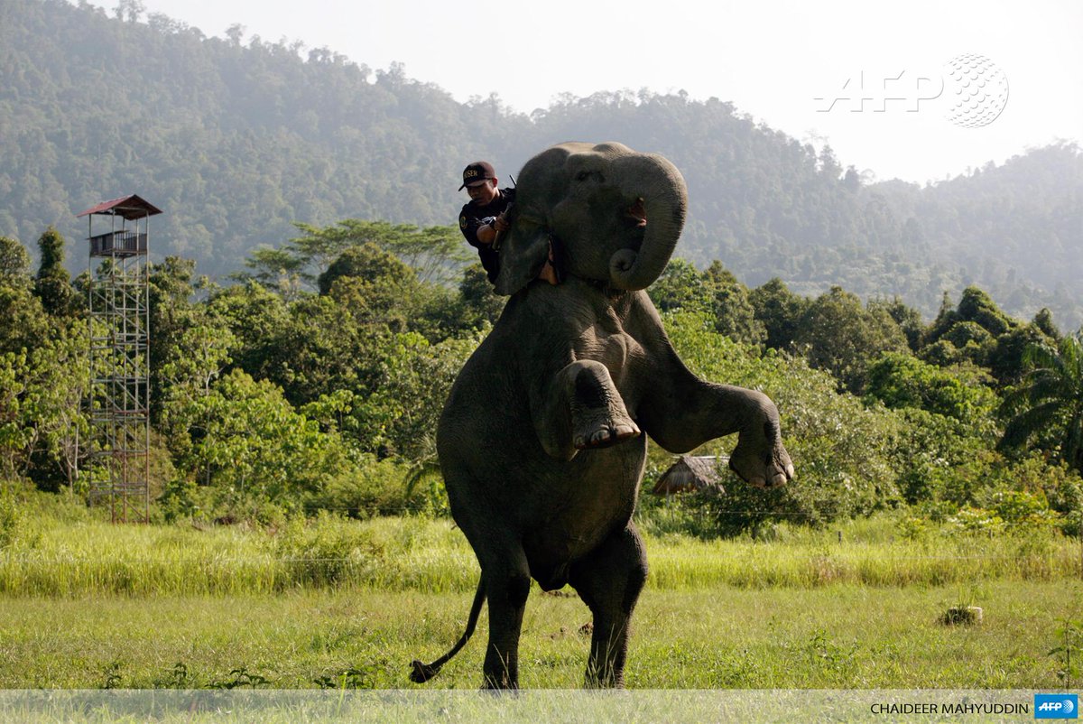 #Indonésie: des "éco-guerriers" à dos d'éléphants protègent forêts et espèces en danger u.afp.com/rWA #AFP