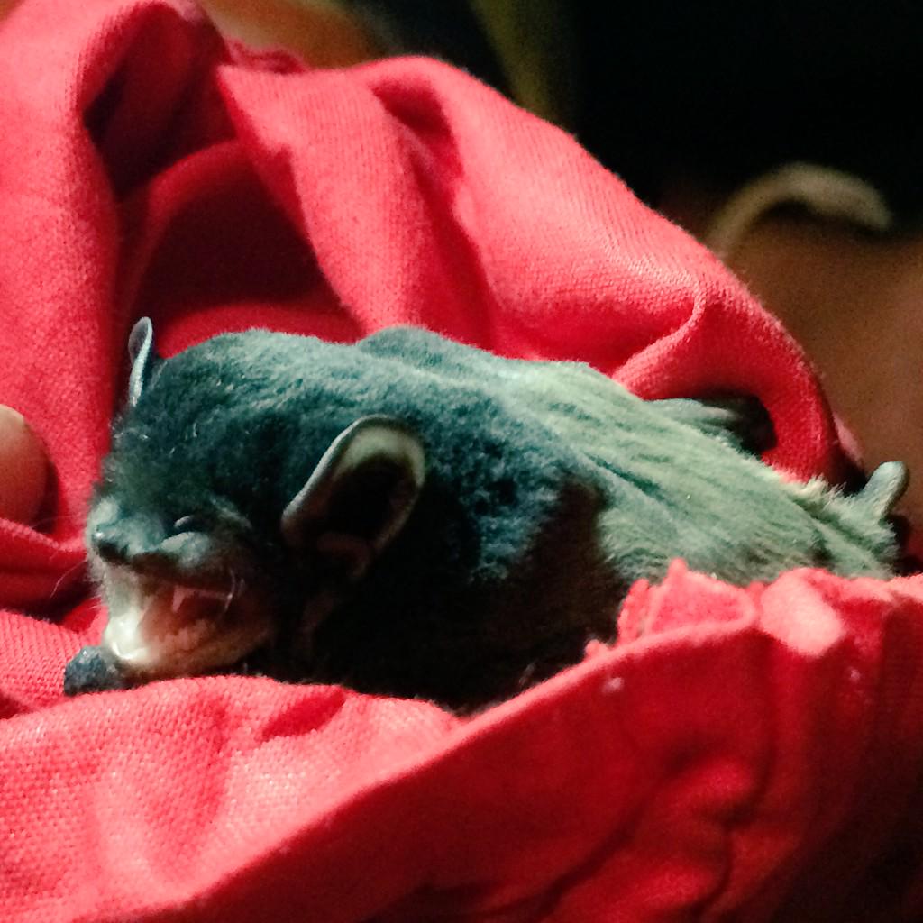 birdandbatlife's tweet photo. Just released this Chalinolobus gouldii. I just 💙 their constant chatter #phdlife @SERS_UNE @ZoolSocUNE @AusBats http://t.co/pNplExkoKp