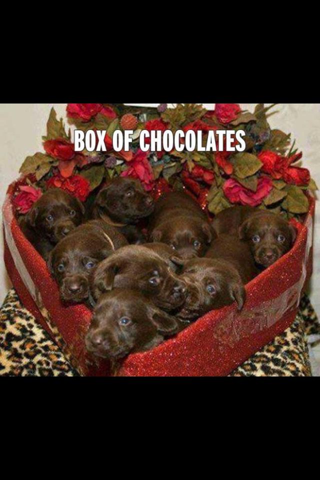 NikkiSadowski's tweet photo. Dream box of chocolates! ❤️🐶 http://t.co/YdOCU8Tscj